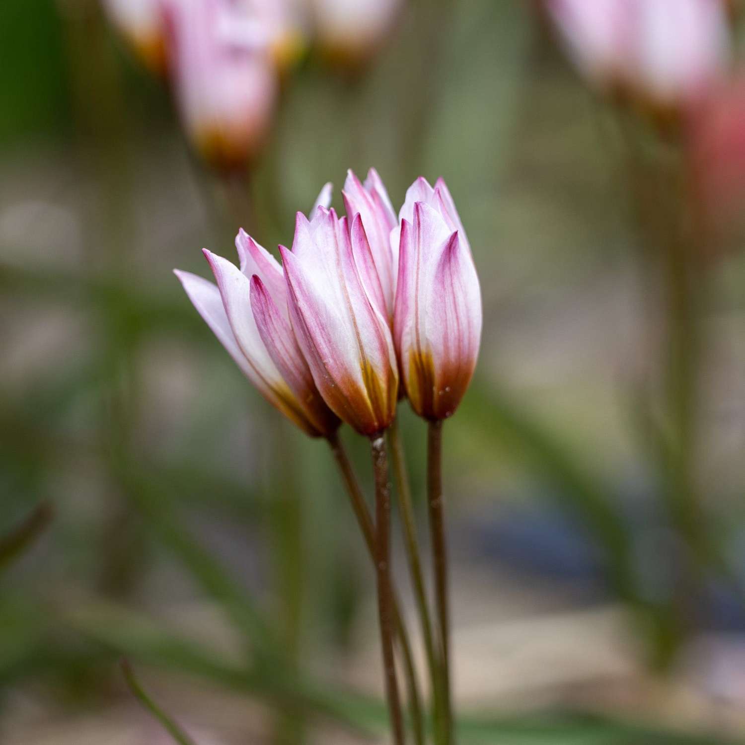 Botaninen tulppaani 'Hilde'
